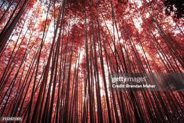 infrared bamboo forest - satoyama-scenery foto e immagini stock