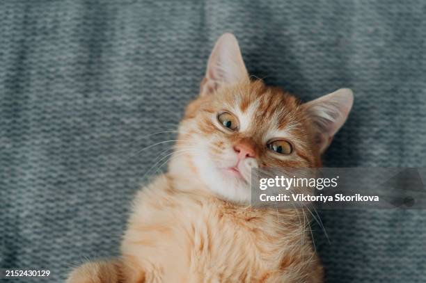 a ginger cat sleeps in his soft cozy bed on a floor carpet, soft focus - rode kat stockfoto's en -beelden