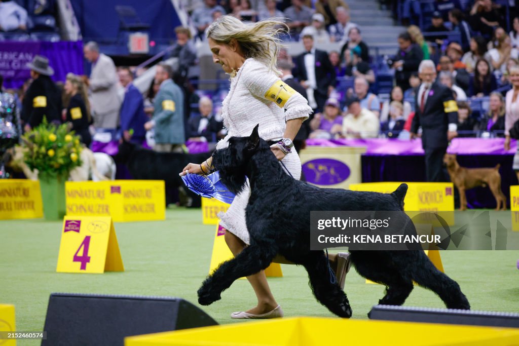 Terrier Westminster Dog Show Frankie The Bull Terrier Monty, A