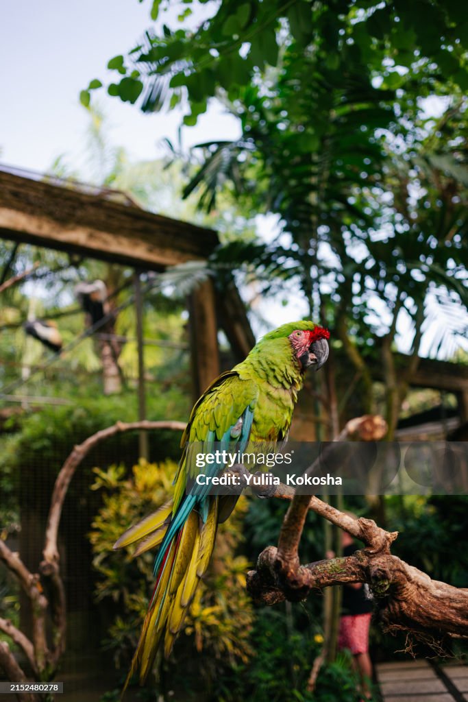 Macaw perched on branch in jungle, Indonesia
