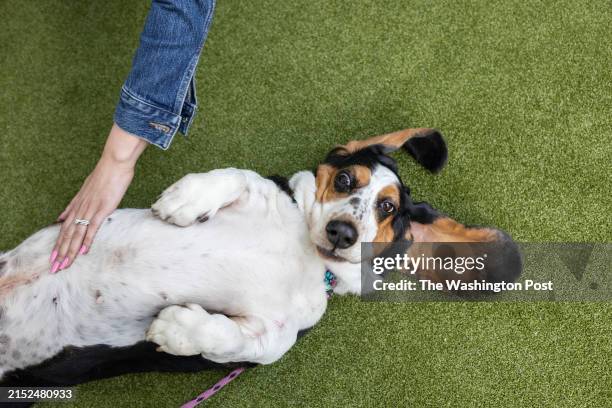 Dahlia the basset hound The 148th Annual Westminster Kennel Club Dog Show on May 11, 2024.