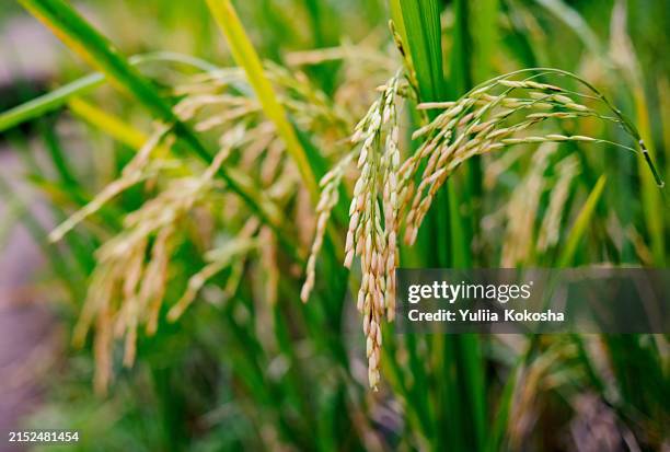 Leaf Ear Rice 13,728 Rice Leaf Stock Photos, High-Res Pictures, and Images - Getty Images