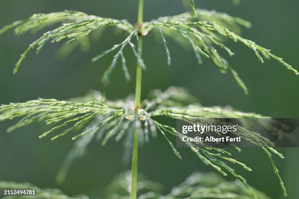 equisetum sylvaticum - ackerschachtelhalm stock-fotos und bilder