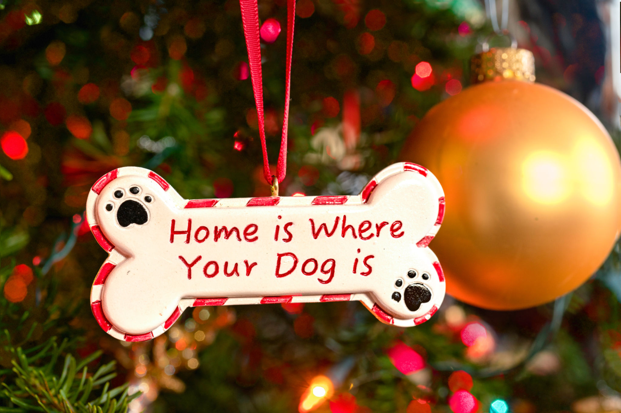 dog food winter