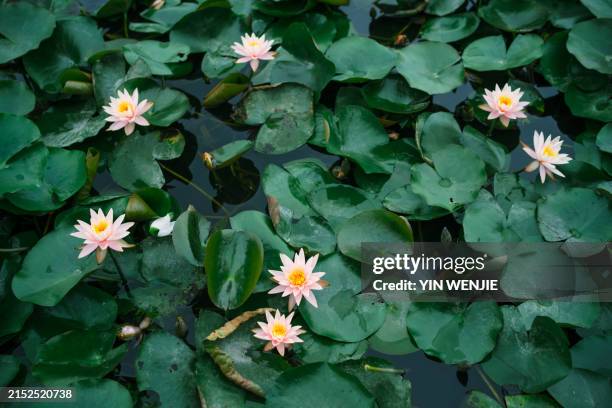 lotus in jiulong lake park, wenling, zhejiang - wenling stock pictures, royalty-free photos & images