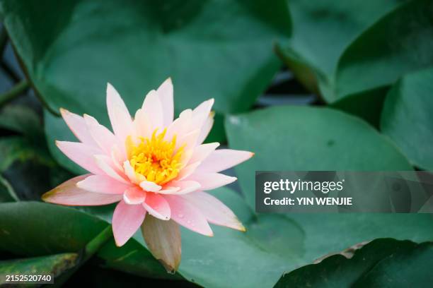 lotus in jiulong lake park, wenling, zhejiang - wenling stock pictures, royalty-free photos & images