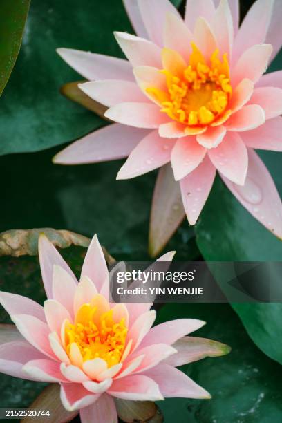 lotus in jiulong lake park, wenling, zhejiang - wenling stock pictures, royalty-free photos & images