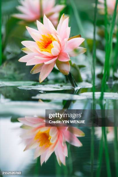 lotus in jiulong lake park, wenling, zhejiang - wenling stock pictures, royalty-free photos & images