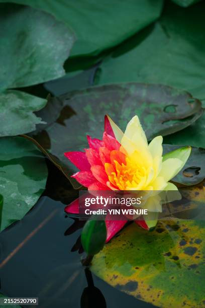 lotus in jiulong lake park, wenling, zhejiang - wenling stock pictures, royalty-free photos & images