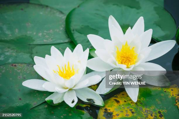 lotus in jiulong lake park, wenling, zhejiang - wenling stock pictures, royalty-free photos & images