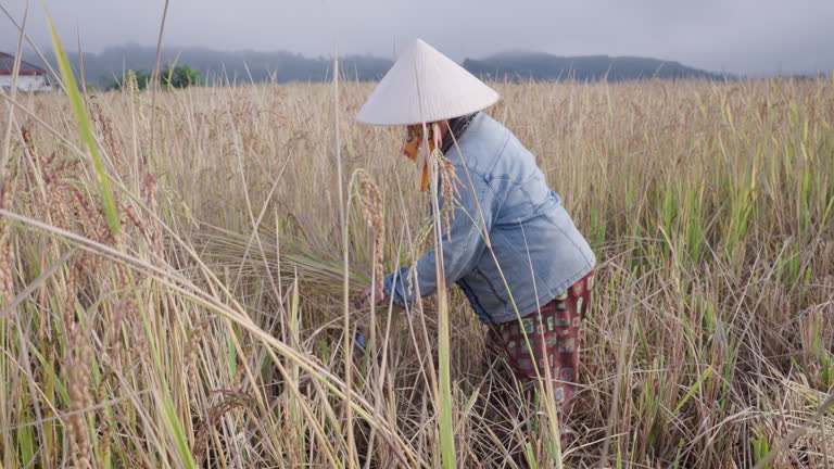 Asian Picking Rice 193 Rice Picker Stock Videos, Footage, & 4K Video Clips - Getty Images