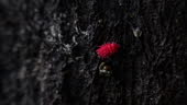 Springtail 4k Red Inesct Pudgy Shortlegged Springtail Is 2mm Long On Tree In Tropical ...
