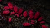 Springtail 4k Red Inesct Pudgy Shortlegged Springtail Is 2mm Long On Tree In Tropical ...