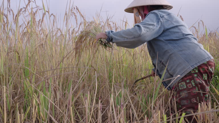 Asian Picking Rice 193 Rice Picker Stock Videos, Footage, & 4K Video Clips - Getty Images