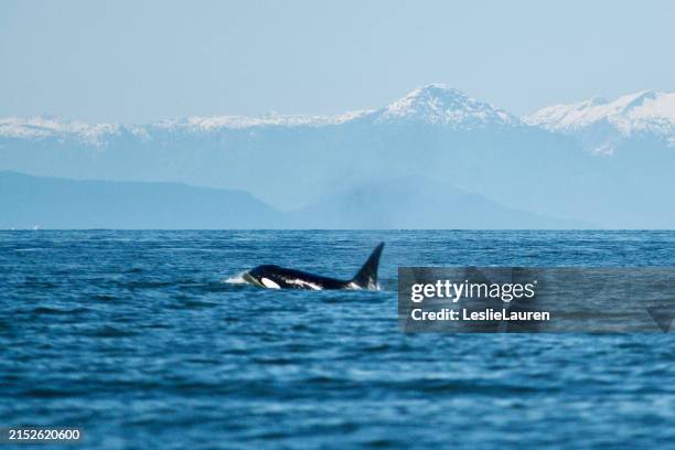 orca whale - killer whale stock pictures, royalty-free photos & images