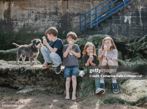 four kids perch on a rock, and enjoy eating ice creams, whilst a little dog looks on hopefully - boy and girl eating ice cream stock-fotos und bilder