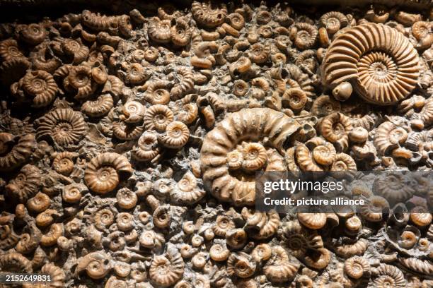 May 2024, Bavaria, Denkendorf: Large and small ammonites can be seen in a display case before the opening of the special exhibition "Ammonite...