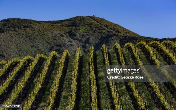 Pinot noir grapevines on a rolling hillside in the Sta. Rita Hills unfurl in full greenery as the vines settle in after a cool spring in Wine Country...
