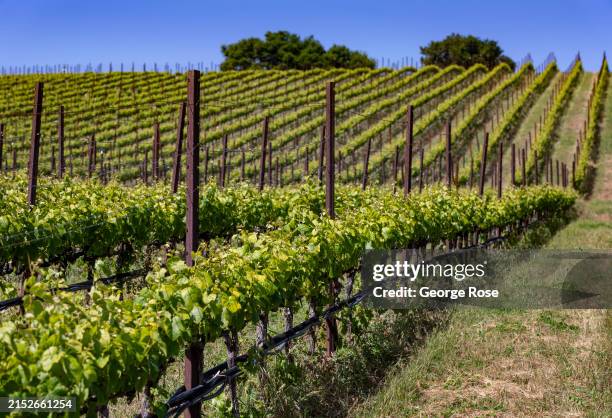 Pinot noir grapevines on a rolling hillside in the Sta. Rita Hills unfurl in full greenery as the vines settle in after a cool spring in Wine Country...