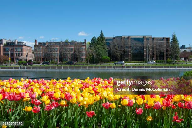 tulips along rideau canal - rideau canal stock pictures, royalty-free photos & images
