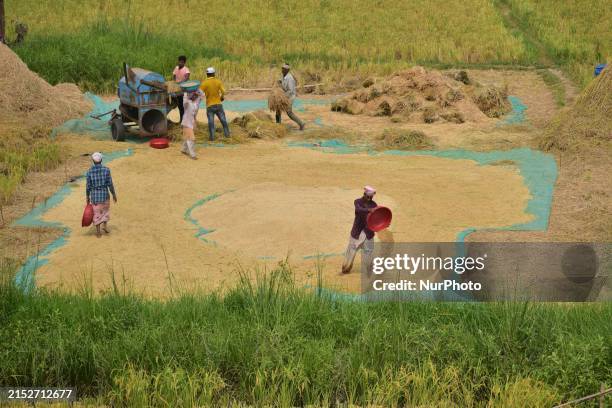 Farmers are harvesting paddy in a village in Morigaon district of Assam, India, on May 16, 2024.
