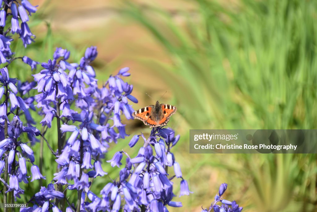 Beautiful Bells Of Blue