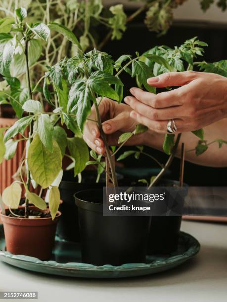 woman checking on tomato plant seedlings - tomato plant pot stock pictures, royalty-free photos & images