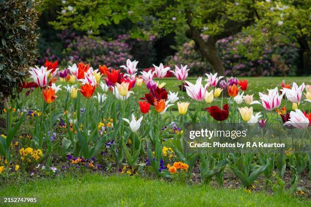 colourful display of tulips in a park in spring - month stock pictures, royalty-free photos & images