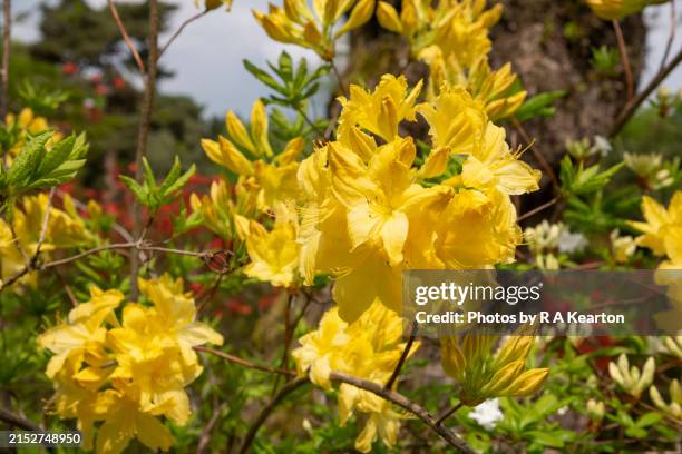 bright yellow azalea flowering in late spring sunshine - rhododendron garden stock pictures, royalty-free photos & images