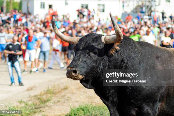 toro de la vega - spain - stierengevecht stockfoto's en -beelden