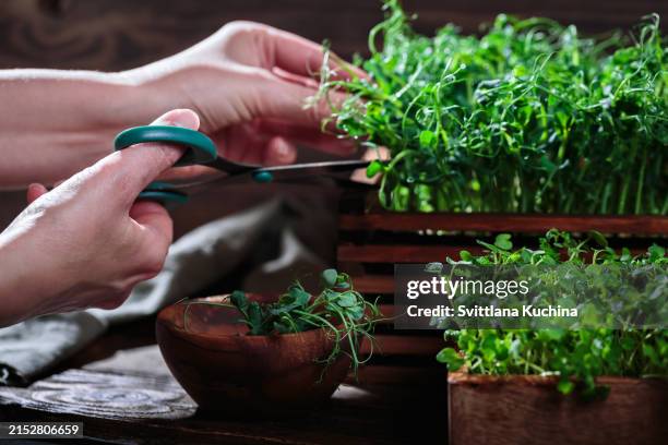 homegrown greens: woman harvesting microgreens - sojabohnensprosse stock-fotos und bilder