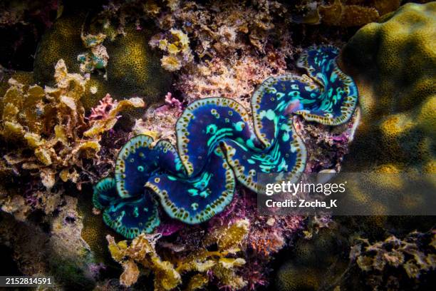 giant clam on coral reef - bivalve imagens e fotografias de stock