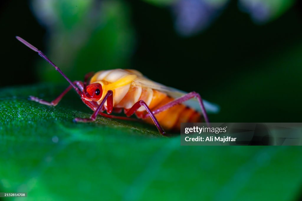Red Cotton Stainer Bug