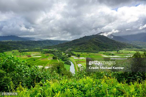 taro plantation in hawaii - taro stock pictures, royalty-free photos & images