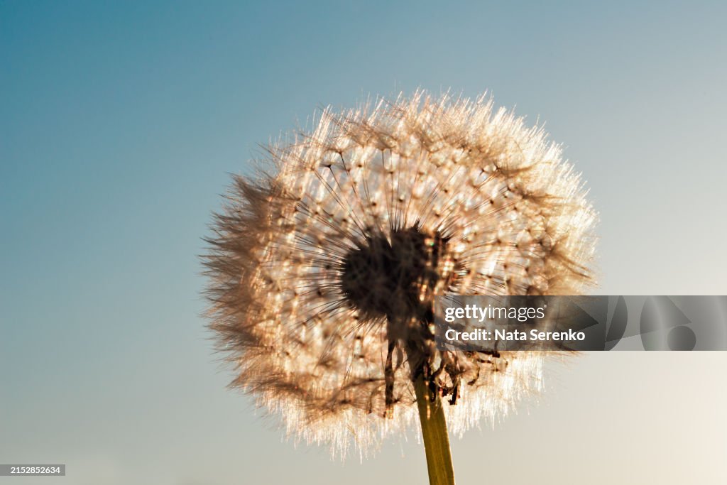 Dandelion at sunset . Freedom to Wish. Dandelion silhouette fluffy flower on sunset sky