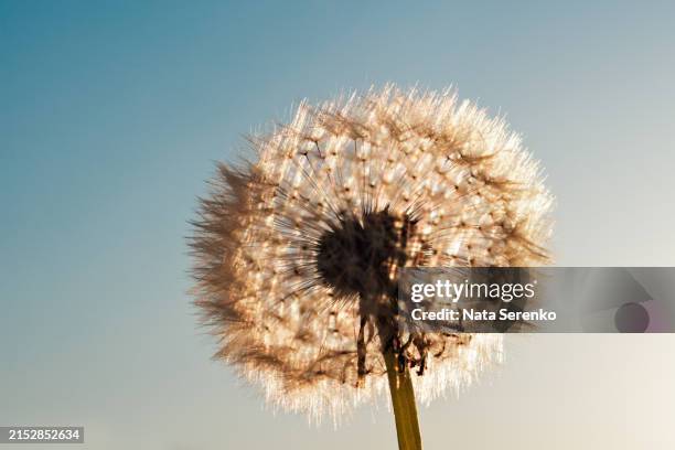 dandelion at sunset . freedom to wish. dandelion silhouette fluffy flower on sunset sky - semente-de-dente-de-leão - fotografias e filmes do acervo