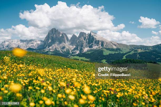 alpe di siusi con il sassolungo, gruppo montuoso del langkofel nelle dolomiti, italia - fiori foto e immagini stock
