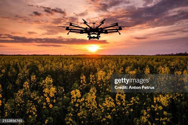 agricultural drone at sunset on a rapeseed field. innovation in agriculture - flying seed stock pictures, royalty-free photos & images
