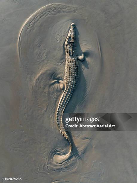 drone photograph looking down on an estuarine crocodile sliding across a riverbed at low tide, northern territory, australia - krokodillenfamilie stockfoto's en -beelden