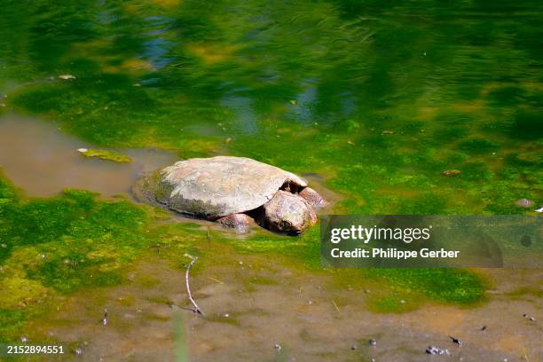 snapping turtle - common snapping turtles stock pictures, royalty-free photos & images
