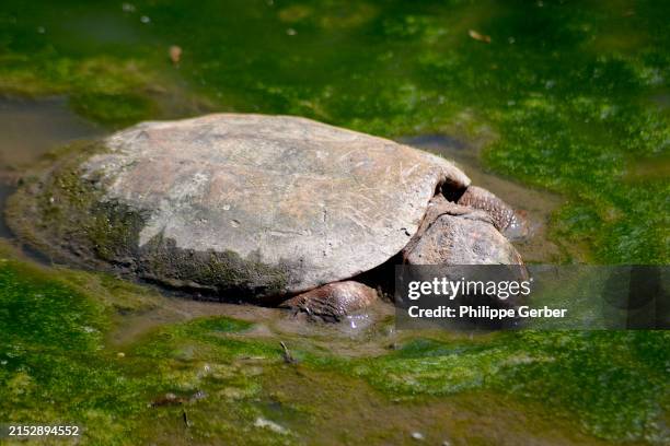 Snapple Turtle Shell Less 129 Snapping Turtle Shell Stock Photos, High-Res Pictures, and Images ...