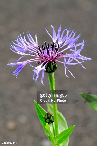 Centaurea cyanus, commonly known as bachelor's button, is flowering after a spring rain.