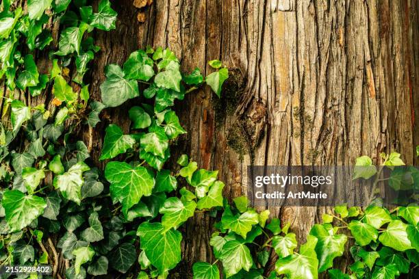 ivy on tree bark background with copy space - tree ivy stock pictures, royalty-free photos & images