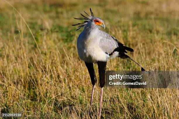 secretary bird in search for it's next meal - maasai mara national reserve stock pictures, royalty-free photos & images