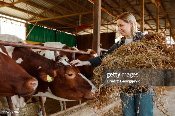 feeding time - female animal stock pictures, royalty-free photos & images