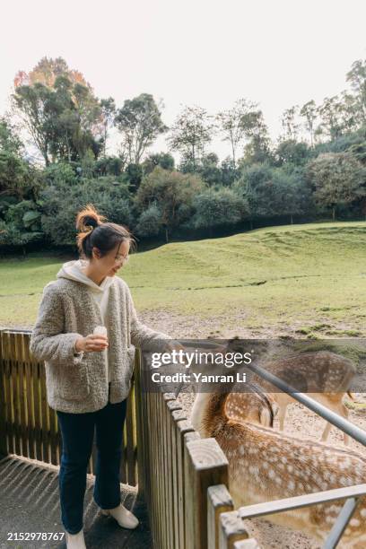 asian female tourist standing on a wooden platform, reaching over a railing to feed the deer - rotorua stock pictures, royalty-free photos & images