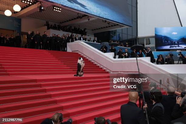 Dog 'Messi' attends the opening ceremony red carpet during the 77th Annual Cannes Film Festival at Palais des Festivals on May 14, 2024 in Cannes,...