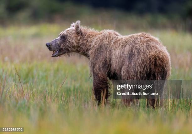 raggedy bear - hibernation stock pictures, royalty-free photos & images
