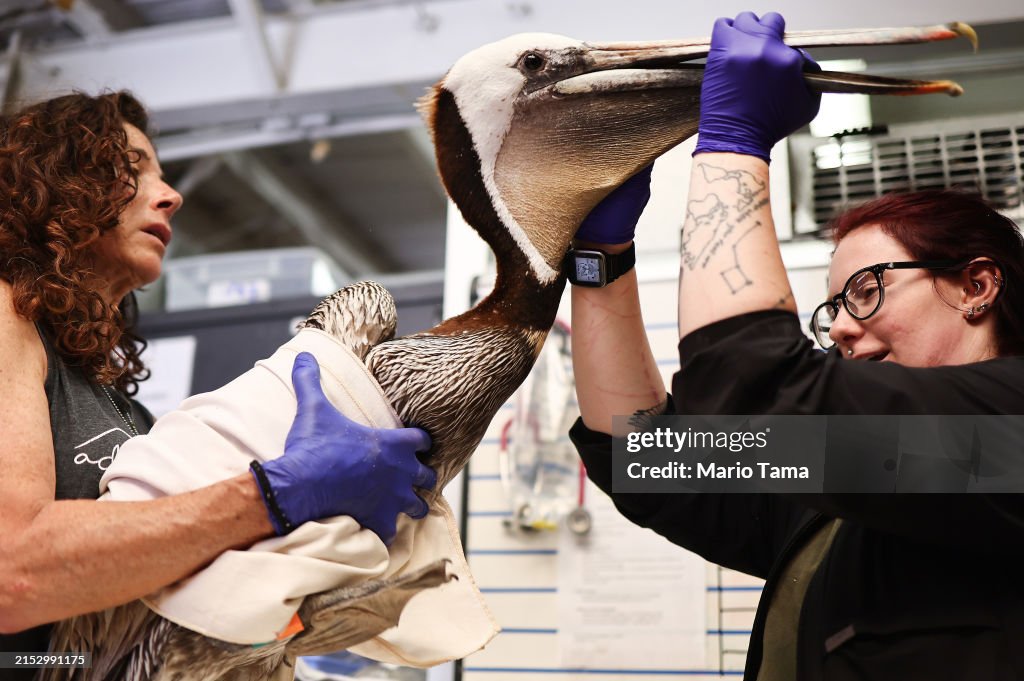 Animal Care Center Takes In Starving Pelicans Found On California Beaches As Scientists Search For A Cause