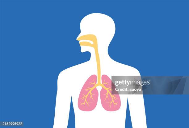 diagramm der struktur der lunge in den menschlichen atemwegen. - atmungsorgan stock-grafiken, -clipart, -cartoons und -symbole